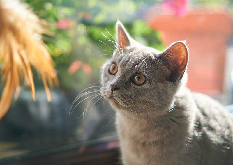 Carousel Slide 3: Cat