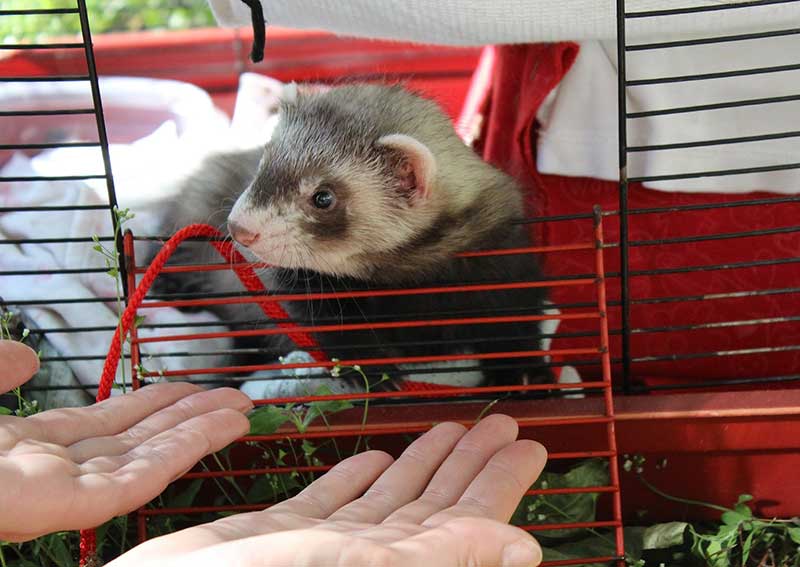 Carousel Slide 4: Ferret