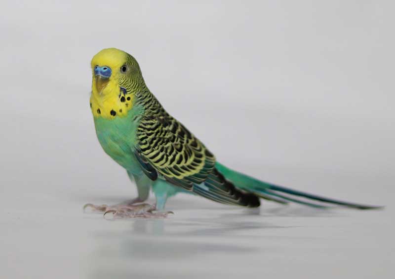 Carousel Slide 5: Parakeet